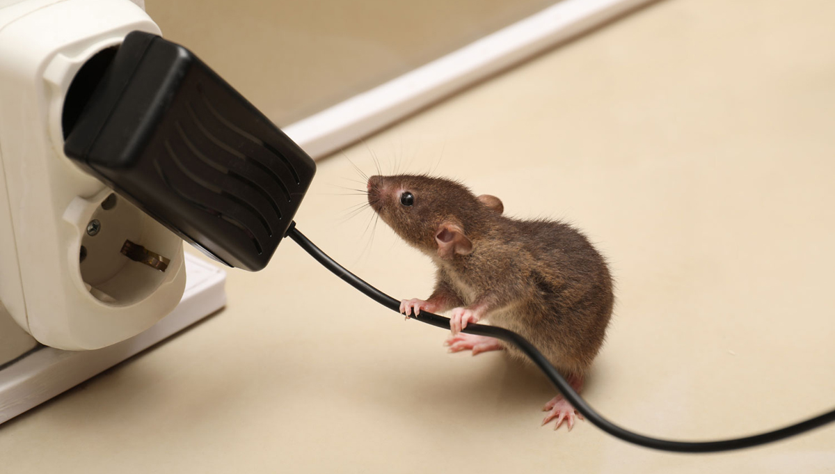 Rat Pest Control