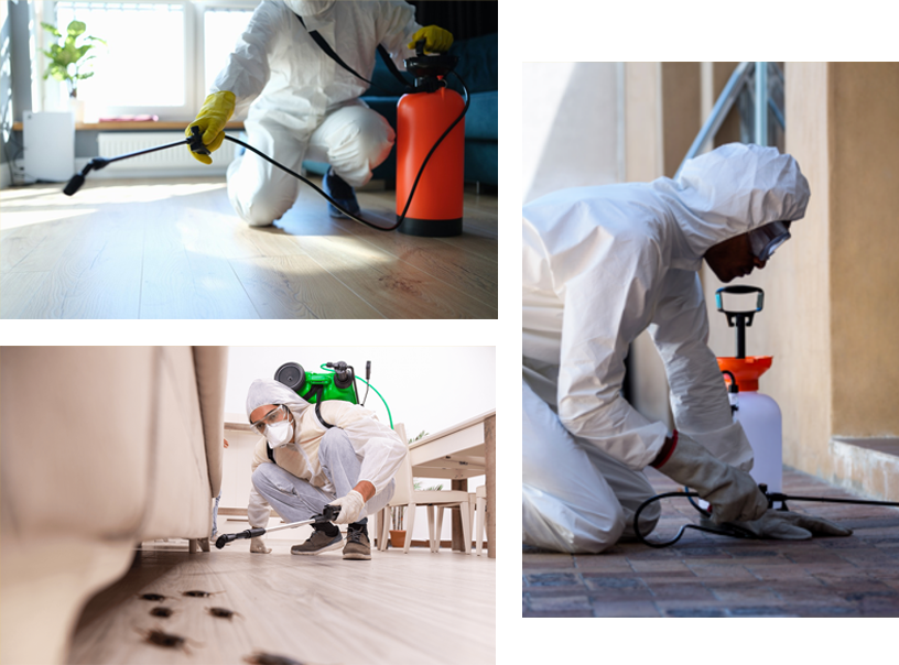 Clifton Pest Control