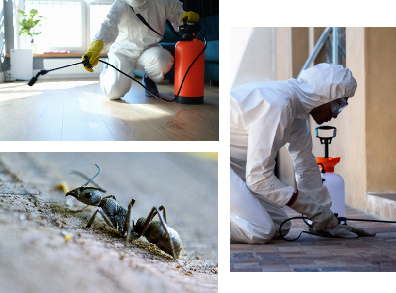 Clifton Pest Control