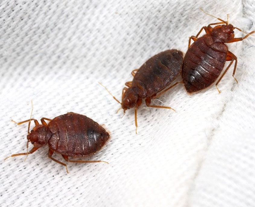 Bed Bugs Contro