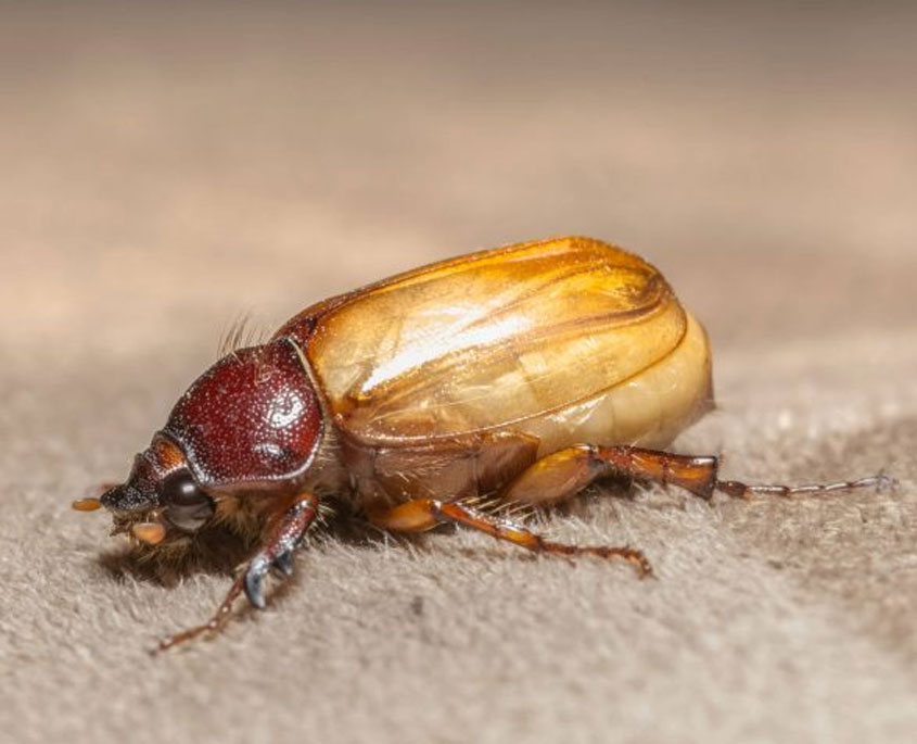 Carpet Beetle Control
