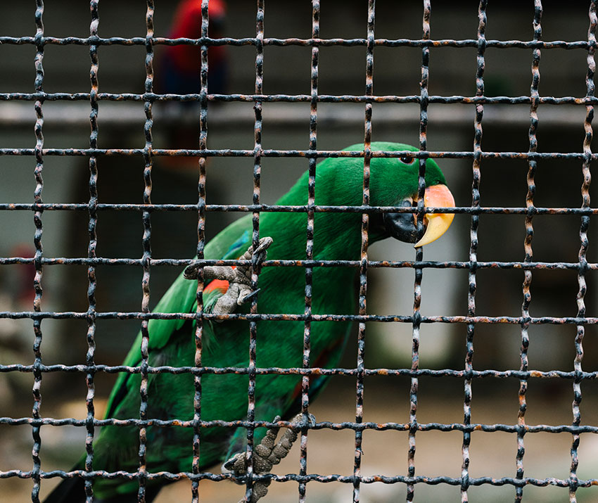 Clifton Pest Control