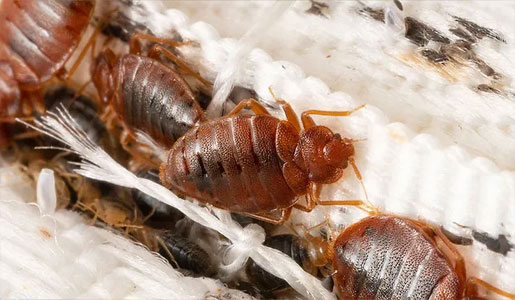 Bed Bug Removal