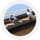 Carpet Beetle Control