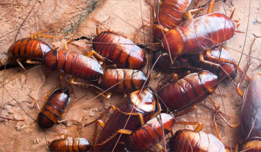 Cockroaches Control