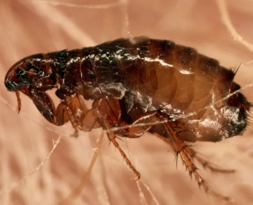 Flea Control FAQ