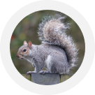 Squirrel Control