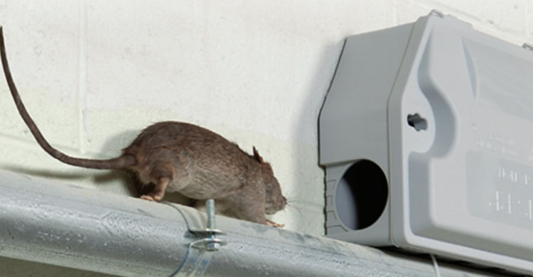 Rat Control Services Clifton