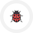 Carpet Beetle Control