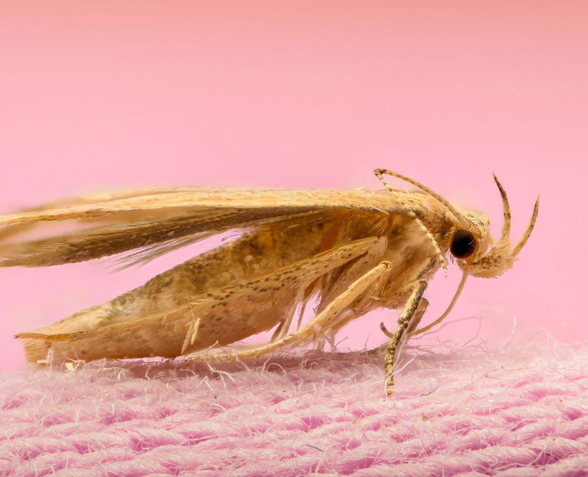 Carpet Moth Control FAQ