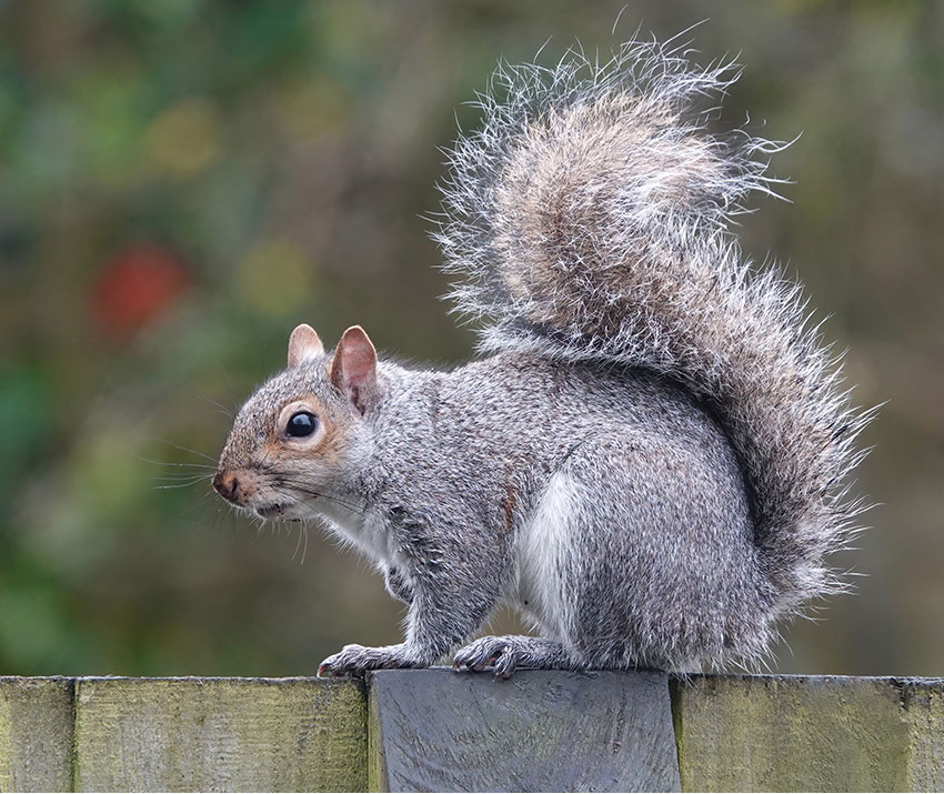 Clifton Pest Control