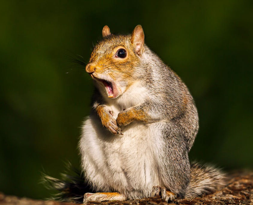 Squirrel Control FAQ