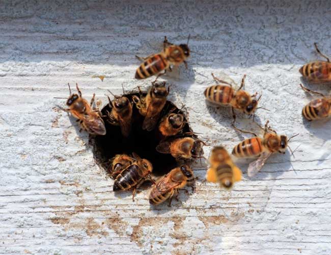 Clifton Pest Control