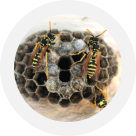 Wasp Nest Treatment