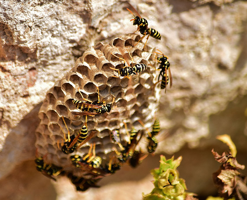 Wasp Nest Removal FAQ